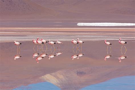 Andean Flamingos, Laguna Colorada, Bolivia photo WP44038