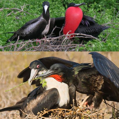 Interesting Frigate Bird - Save Our Green