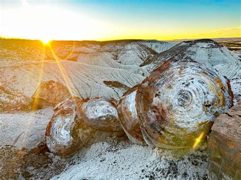 Hike Crystal Forest and see very long petrified logs - WildPathsAZ