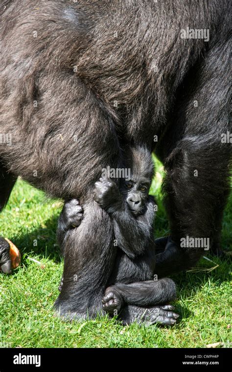 Gorilla leg hi-res stock photography and images - Alamy