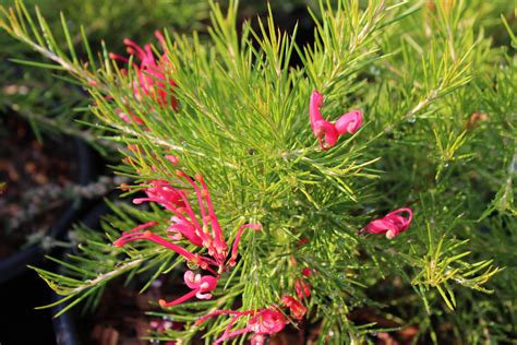 Grevillea lanigera 'Coastal Gem' | Native Sons Wholesale Nursery