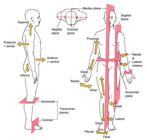 All Description of the human body are based on the assumption that a person is standing ...