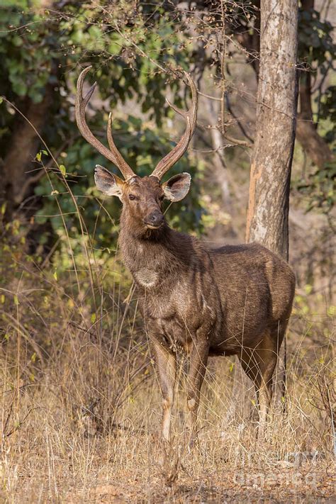 Sambar Deer, India Photograph by B. G. Thomson - Fine Art America