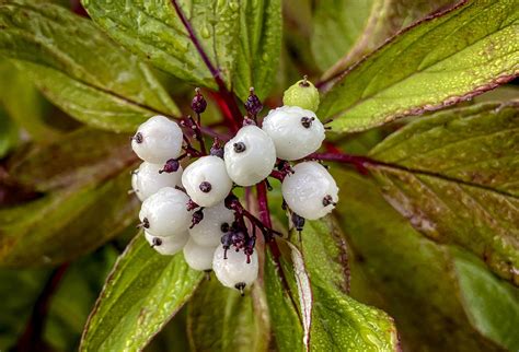 Plant Dogwood Berries - Free photo on Pixabay