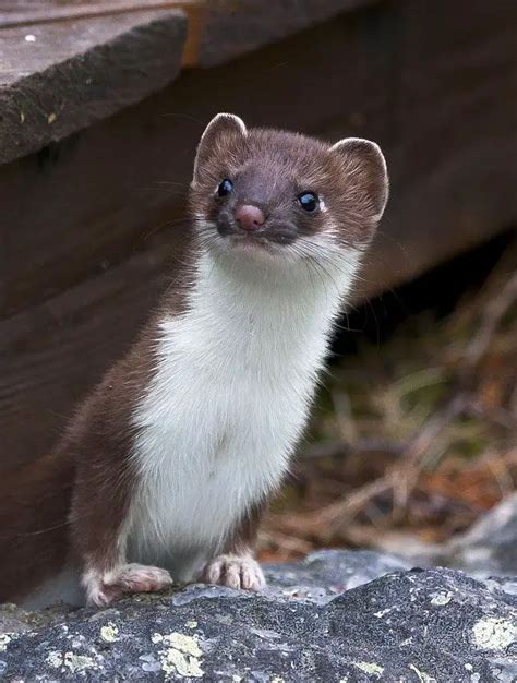 Mink vs Ferret vs Weasel: What Are The Differences?