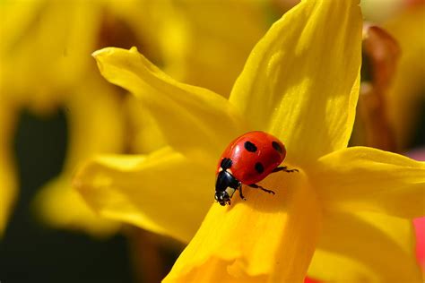 Ladybug on flower Photograph by Mirza Cengic | Fine Art America