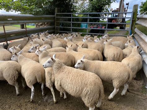 50 Outstanding Texel x Ewe Lambs Livestock Sales- Willie Paterson Livestock