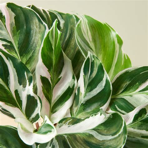 Calathea 'White Fusion' | Indoor Plant | Tropical Plant | Potted Plant — House Plant Shop