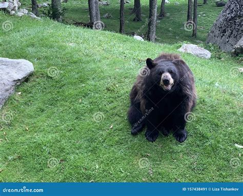 Black Bear At The Wildlife Habitat In Grandfather Mountain State Park ...