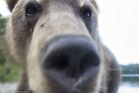 Bear moves in for an EXTREME close-up as he sniffs photographer Mike ...