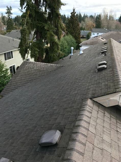 Roof Moss Removal – Heron Home Services