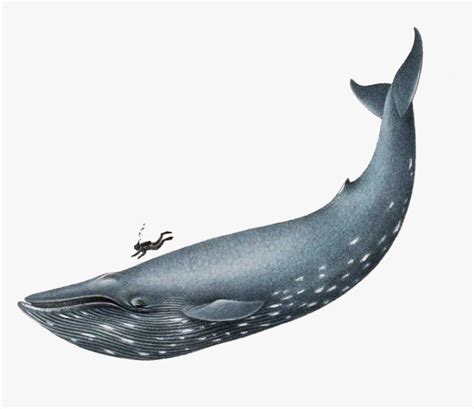 Blue Whale Realistic Drawing, HD Png Download - kindpng