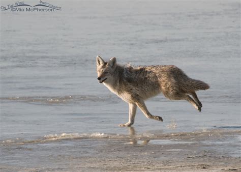 Coyote running by the Great Salt Lake - Mia McPherson's On The Wing ...