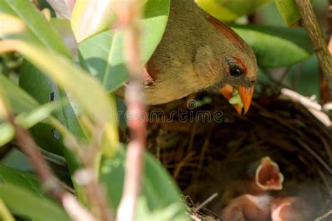 Cardinal Chicks Being Fed By Mother In Birds Nest Stock Photo - Image ...