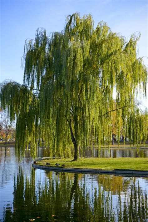 Weeping Willow Tree In Fall