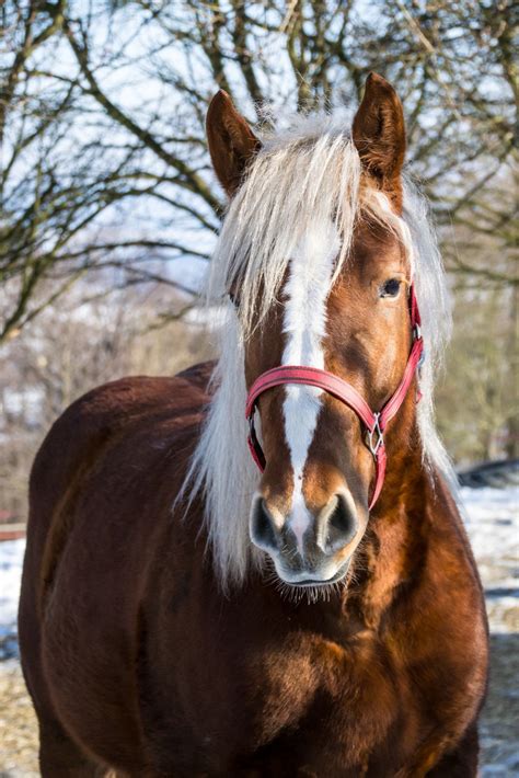 Free Images : snow, winter, white, stallion, mane, close up, bridle, equine, pony, head ...