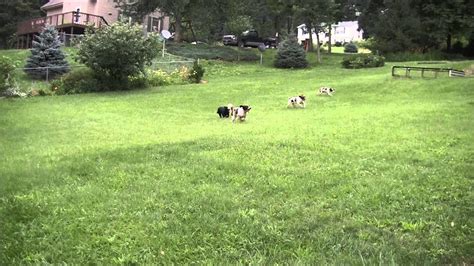 Spaniel Rotary Gallop Gait - YouTube