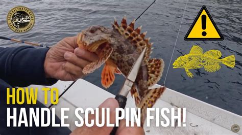 How to Handle Sculpin Fish - What NOT to do with these Sea Creatures ...