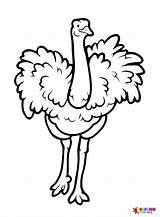 Ostrich Coloring Pages For Kids And Adults sketch template