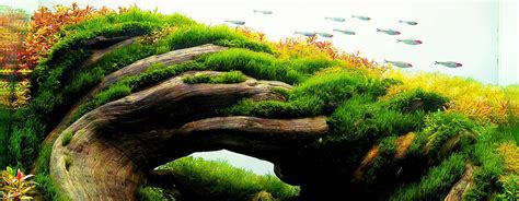 25 Best Aquascaping Ideas with Instructional Guide for 2022