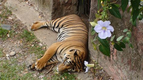 Simple Simon Says: Kota Kinabalu Highlights - Lok Kawi Wildlife Park