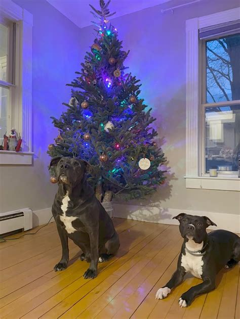 Christmas in Vermont : r/DogsOfVermont