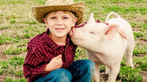 100+ Best Boy Pig Names For Your Piglets - January 2024