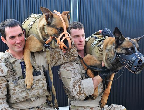 Multi-purpose Canines - National Navy UDT-SEAL Museum