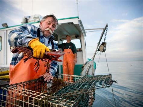 America's in the Midst of a Lobster Boom | Lobster fishing, Lobster, America