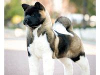 900+ ý tưởng hay nhất về Akita Puppies | động vật, nòi giống chó, nhận ...