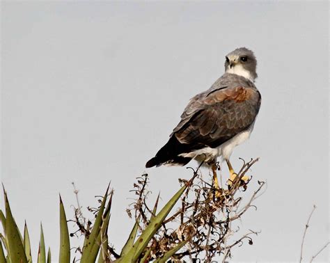 Free picture: white tailed, hawk, bird, perching, tree, buteo, albicaudatus