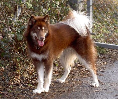 Canadian Eskimo Dog Info, History, Temperament, Training, Puppy, Pictures