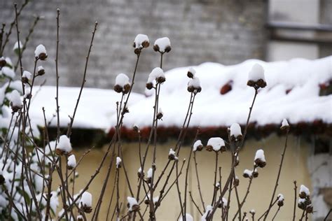 How to keep hibiscus alive in winter - Plantura