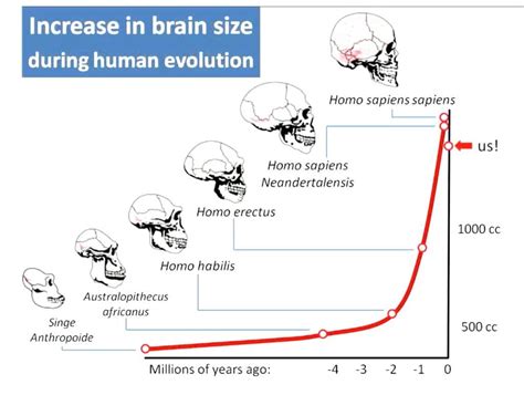 43 Wild Facts About Human Evolution