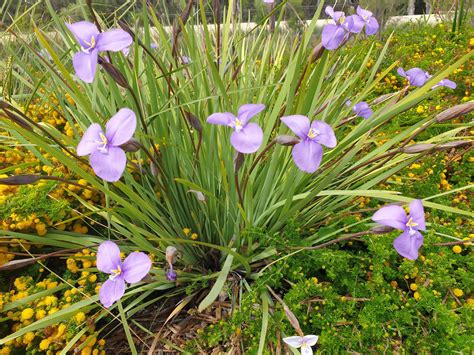 Patersonia occidentalis – Muchea Tree Farm