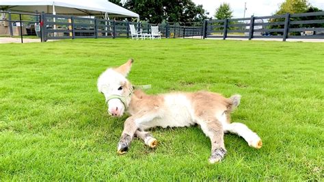 Cypress Farm Registered Miniature Donkeys