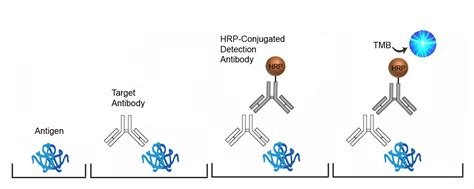 Human Anti-Cardiolipin antibody (IgG) Qual ELISA Kit | Direct | LSBio