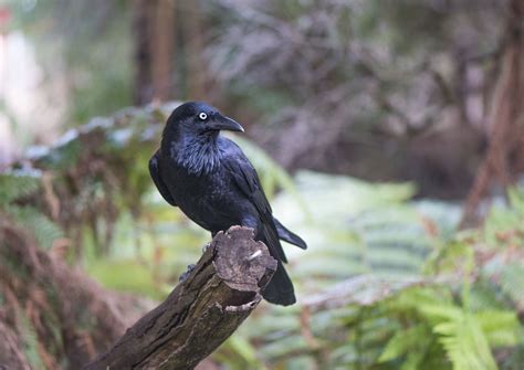 Crow and Raven Folklore, Magic and Mythology