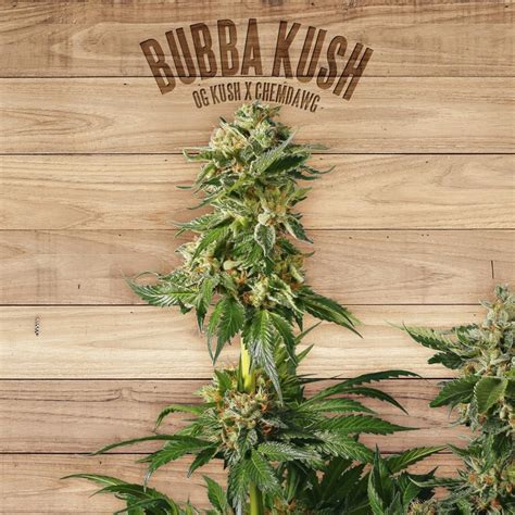 Bubba Kush Cannabis Seeds by The Plant Organic Seeds