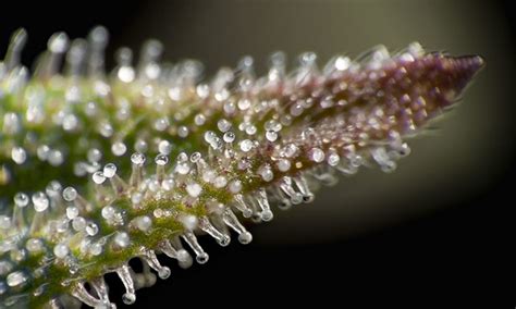 Cannabis Terpenes: A Comprehensive Guide