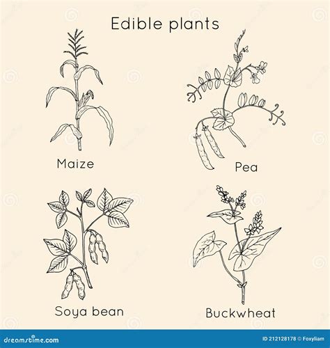 Set of Edible Plants Maize Pea Soya Buckwheat. Stock Vector ...