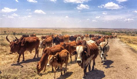 What’s the beef? Kenya’s cattle wars spiral out of control