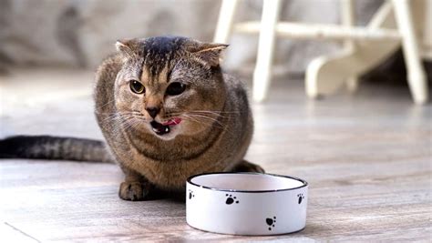 Choosing A Cat Food For Your Feline Friend