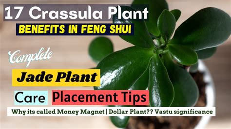 17 Right Jade Plant Feng Shui Placement Tips For Money | Crassula Plant ...