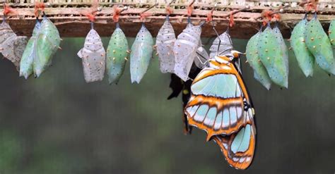 Chrysalis vs. Cocoon: What’s the Difference? - A-Z Animals