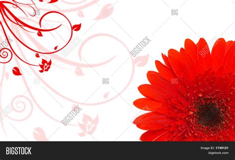 Red Daisy Background Image & Photo (Free Trial) | Bigstock