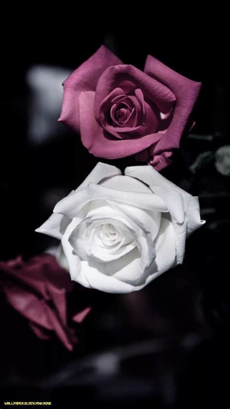 Black and Pink Rose Wallpapers - Top Free Black and Pink Rose Backgrounds - WallpaperAccess