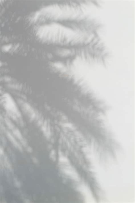 HD wallpaper: palm tree, silhouette of palm tree, shadow, light, leaf ...