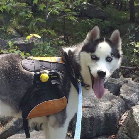 Top 10 dog breeds for hiking - Hike With Halo