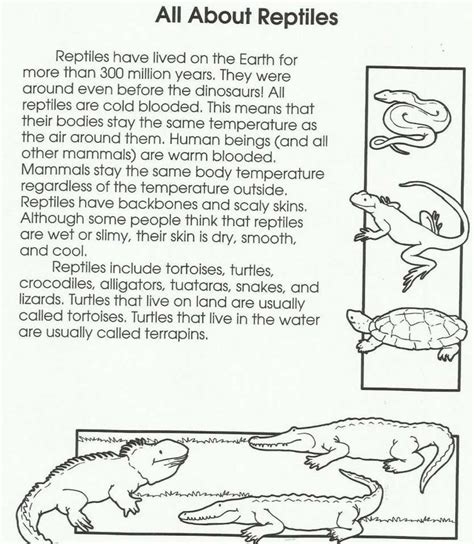 9+ Reptiles Worksheet Preschool